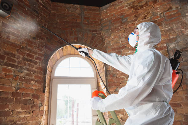 Why You Should Choose Our Mold Remediation Services in Hillsboro, TX